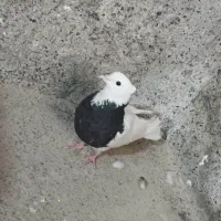 کبوتر طوقی کاکل|پرنده|خلیل آباد, |دیوار