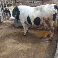 گاودورگ چهاردندان آبستن سنگین