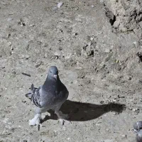 کفتر سبز سوسنی کوهی|پرنده|شیراز, تحویلی|دیوار