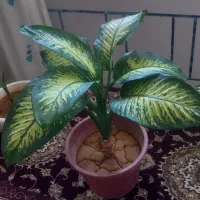 این گلهای سرسبز و قشنگ فروشی هستن