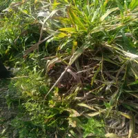 250-متر-زمین-توسکا-محله-چابکسر