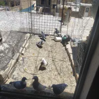 کبوتر