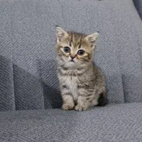 بریتیش تبی گلد