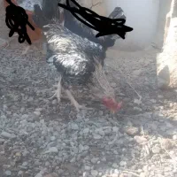 خروس محلی جوان و دورگ ۸۰۰|حیوانات مزرعه|نیمروز, |دیوار