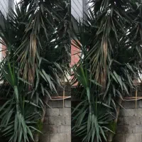 گل زینتی|گل و گیاه طبیعی|اسالم, |دیوار