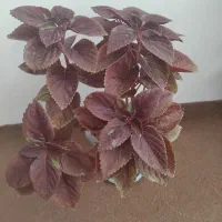 ۳‌تا‌گل‌طبیعی‌ب‌فروش‌میرسد|گل و گیاه طبیعی|سلماس, |دیوار