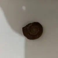 سنگ آمونیت|عمده‌فروشی|دامغان, |دیوار