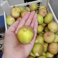 فروش