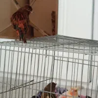 قناری|پرنده|ایلام, |دیوار