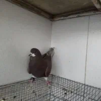 کبوتر|پرنده|فولادشهر, ورزشگاه فولادشهر|دیوار