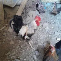 خروس عربی|پرنده|شادگان, |دیوار