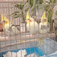 عروس هلندی|پرنده|هشتگرد, فاز ۲ مهستان|دیوار