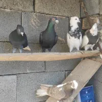 رنگی|پرنده|آباده, |دیوار