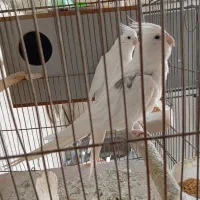 عروس نر تک خال آلبینو