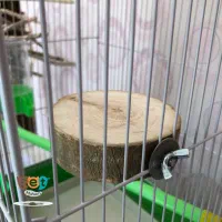 چوب نشیمن طوطی لوازم پرنده|لوازم جانبی حیوانات|قم, انصار‌الحسین|دیوار