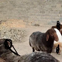 بره قوچ همو|حیوانات مزرعه|شیروان (خراسان), |دیوار