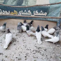 کبوتر کله ای|پرنده|اصفهان, ارغوانیه|دیوار