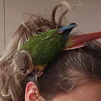 پرنده گرینچیک