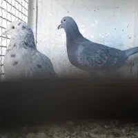 سه کیسه کود کبوتر+۶عددمرغ+۲۵تا کبوتر|پرنده|بیرجند, |دیوار