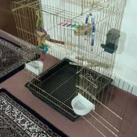 قفس|لوازم جانبی حیوانات|زنجان, |دیوار