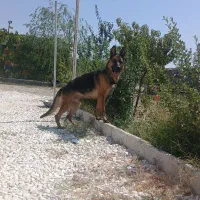 سگ ژرمن ۲ ساله