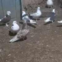 کفترگردن کلفت مخصوص جفتگاه|پرنده|علیآباد کتول, |دیوار