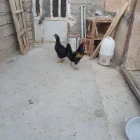 مرغ وخروس|حیوانات مزرعه|چگنی, |دیوار