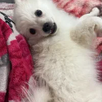 سگ با وسیله کامل و آموزش دیده|سگ|بندرعباس, |دیوار