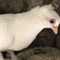 یه جفت قرمز گوز بالا فروشی