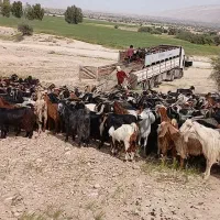 بز ترکی