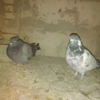 کبوتر|پرنده|گلپایگان, |دیوار