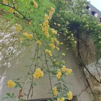 بلوار-کاوه-111متر-اداری-تک-واحدی-تراس-نبش