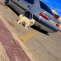 سگ خونی بازیگوش