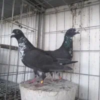 کشکی گوره سینه سفید