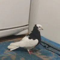 کفتر|پرنده|مشهد, شهرک مهرگان|دیوار