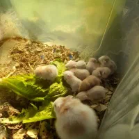 همستر های نوزاد|موش و خرگوش|شاهرود, |دیوار