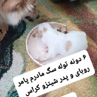 فروش سگ خانگی