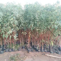 نهال پسته اکالیپتوس زیتون...|خدمات باغبانی و درختکاری|قم, آذر (نکویی)|دیوار