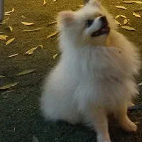 سگ گمشده در بیشه کلا|حیوانات|سرخرود, |دیوار