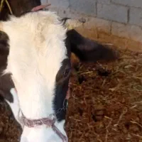 گاو خارجی با گوساله یک ساله برای فروش|حیوانات مزرعه|چمران, |دیوار