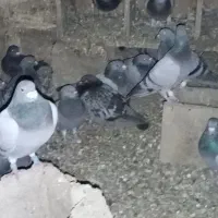 مرغ عشق|پرنده|یاسوج, |دیوار