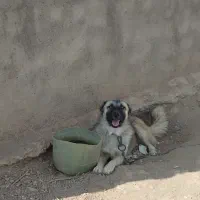 سگ نگهبان سرابی|سگ|تاکستان, |دیوار