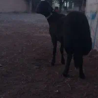 بره قوچ،قوچ توقلی نژادبالا کردستانی