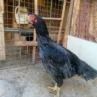 مرغ و خروس لاری اصل