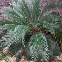 گل سیکاس|گل و گیاه طبیعی|رشت, فلسطین|دیوار