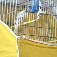 قناری نر شور رسمی بلند|پرنده|اردکان, |دیوار