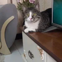 گمشده|حیوانات|کرج, حیدرآباد|دیوار