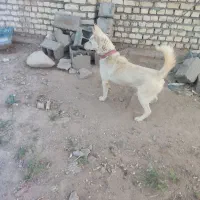 سگ هاسگی