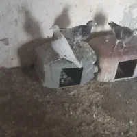 کبوتر|پرنده|میان جلگه, |دیوار
