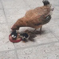 مرغ و جوجه گلین کوردی اصل